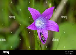 Attēlu rezultāti vaicājumam “Oedemera sp.”