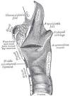 Larynx Anatomy