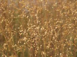 Attēlu rezultāti vaicājumam “Briza media”