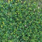 Attēlu rezultāti vaicājumam “Trifolium dubium leaf”