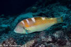 Image result for Halichoeres radiatus