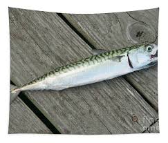 Image result for Scomber scombrus