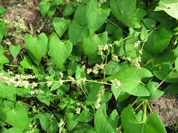 Attēlu rezultāti vaicājumam “Fallopia convolvulus fruit”