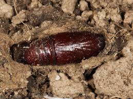 Attēlu rezultāti vaicājumam “Melanchra persicariae”