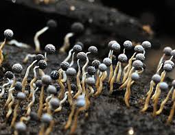 Attēlu rezultāti vaicājumam “Physarum globuliferum”