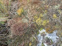 Attēlu rezultāti vaicājumam “Cetraria aculeata”