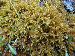 Attēlu rezultāti vaicājumam “Palustriella commutata sporophyte”