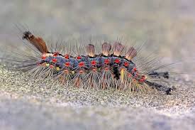 Attēlu rezultāti vaicājumam “Orgyia antiqua imago”