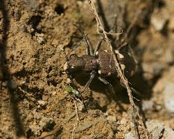 Attēlu rezultāti vaicājumam “Cicindela hybrida”