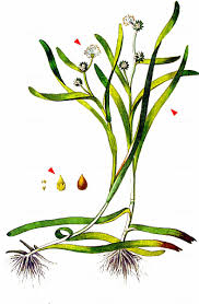 Attēlu rezultāti vaicājumam “Sparganium minimum leaf”