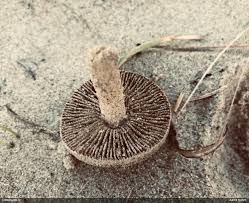 Attēlu rezultāti vaicājumam “Ophiotheca chrysosperma sessile”