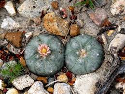 Peyote