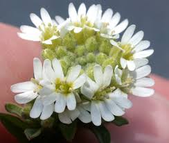 Attēlu rezultāti vaicājumam “Berteroa incana flower”