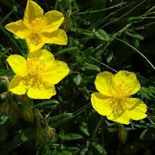 Attēlu rezultāti vaicājumam “Helianthemum nummularium fruit”