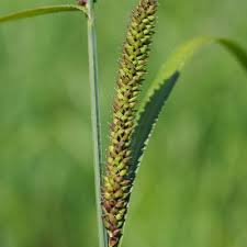 Attēlu rezultāti vaicājumam “Carex acutiformis fruit”