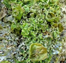 Attēlu rezultāti vaicājumam “Pleurosticta acetabulum”