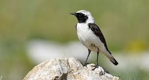 Image result for Oenanthe hispanica