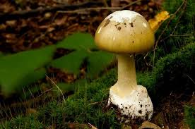 Attēlu rezultāti vaicājumam “Amanita”