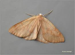 Attēlu rezultāti vaicājumam “Hylaea fasciaria”