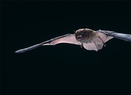 Attēlu rezultāti vaicājumam “Pipistrellus nathusii”