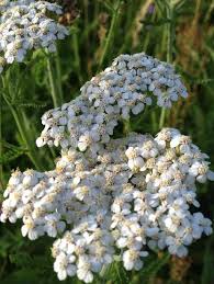 Image result for Achillea millefolium