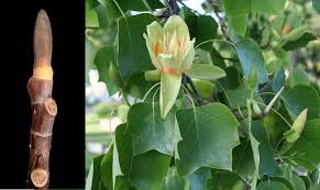 Attēlu rezultāti vaicājumam “Liriodendron tulipifera bud”