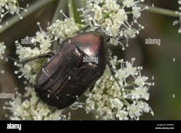 Attēlu rezultāti vaicājumam “Cetonia aurata imago”