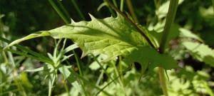 Attēlu rezultāti vaicājumam “Crepis paludosa fruit”