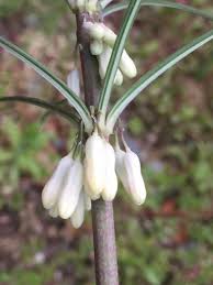 Attēlu rezultāti vaicājumam “Polygonatum verticillatum bud”