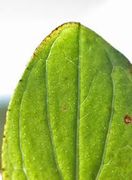 Attēlu rezultāti vaicājumam “Hypericum maculatum leaf”
