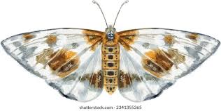 Attēlu rezultāti vaicājumam “Abraxas sylvata”