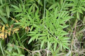 Attēlu rezultāti vaicājumam “Angelica palustris”