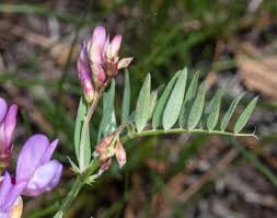 Attēlu rezultāti vaicājumam “Vicia”