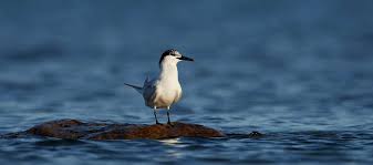 Attēlu rezultāti vaicājumam “Sterna sandvicensis adult”