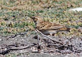 Image result for Melanocorypha bimaculata