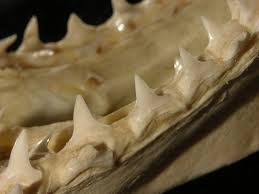 Image result for Isurus oxyrinchus
