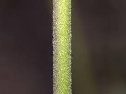 Image result for Succisa pratensis