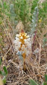 Attēlu rezultāti vaicājumam “Orobanchaceae”