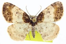 Attēlu rezultāti vaicājumam “Ligdia adustata”