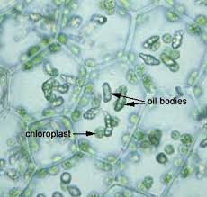 Attēlu rezultāti vaicājumam “Calypogeia”