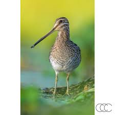 Attēlu rezultāti vaicājumam “Gallinago gallinago eggs”