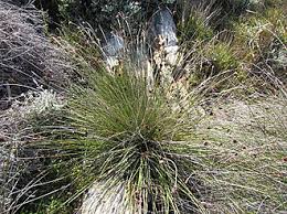 Attēlu rezultāti vaicājumam “Schoenus ferrugineus bud”