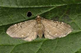 Attēlu rezultāti vaicājumam “Eupithecia tenuiata”