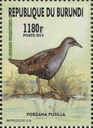 Image result for Porzana pusilla