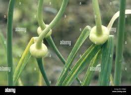 Attēlu rezultāti vaicājumam “Allium sativum bud”