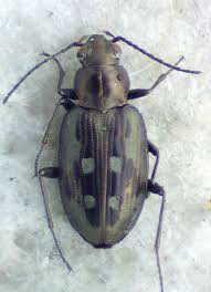 Attēlu rezultāti vaicājumam “Bembidion litorale”