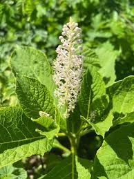 Attēlu rezultāti vaicājumam “Phytolaccaceae”