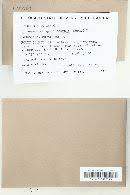 Attēlu rezultāti vaicājumam “Jungermannia sphaerocarpa”