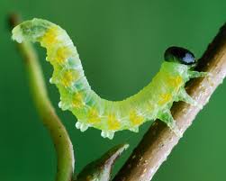 Attēlu rezultāti vaicājumam “Pristiphora maesta larva”