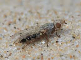 Attēlu rezultāti vaicājumam “Tetanops myopina”